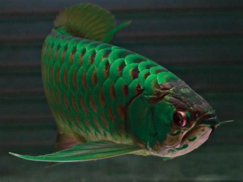 Green hell arowana scales  Currently in survival and story mode, the cat fangs has no use